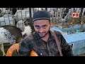 Deonar Day 5 - Bakra Mandi Latest Update | Kashmiri Special | Mende aur Bakre