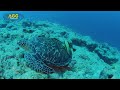 [4K] 珊瑚礁の海中世界：沖縄県 八重山諸島（石垣島、西表島、鳩間島、新城島） Coral reefs in Yaeyama islands,Okinawa (Underwater shots)