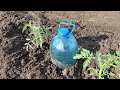 Simple & Quick Drip Irrigation System for Growing Tomatoes