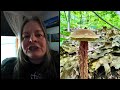 EAT ME | Summer Mushrooms, #mushroomhunting, #foraging, #wildmushrooms