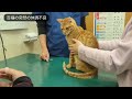 【神戸保護猫】目と耳に障害がある子猫が新たな未来へ旅立ちました