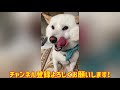 体調不良の弟犬はママに甘え、全集中の娘犬はママにキレるw