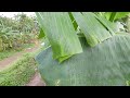 [ 4K ] WALKING IN THE MIDDLE OF HEAVY RAIN IN BEAUTIFUL INDONESIAN VILLAGES | THE BEAUTIFUL