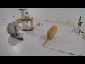 😆 TRY NOT TO LAUGH 🤣 Funny Cats Videos 2024 🐱