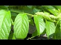 Huge leaf cutter ants in Belém, Brazil!