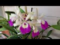 05.06.21 Cattleya Update