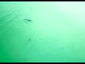 2 sharks attack Dolphin inlet beach fl 30a