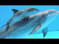 why Dolphins should go extinct
