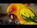 4K HDR 60FPS DOLBY VISION | EXOTIC TROPICAL COLOURFUL BIRDS | Relaxing Music