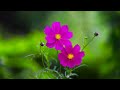 Flowers Nature Relaxation Film - Meditation Relaxing Music 🌼🌺 cuckoo, blackbird. 11 Hours of video