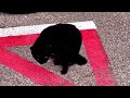 The Cat With No Tail Pt. 2 #catlover #animal #cute #nature  #viral #viralvideo #viralvideos