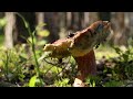 The life of the forest. Fungi