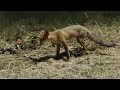 Kölyök Róka 🦊 Baby Fox