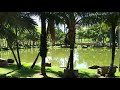 Pesque e Pague Cachoeira Ribeirão Claro PR.