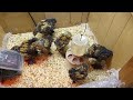 Gold Laced Cochins 1 month old  pt.2