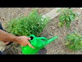 Grow Stronger, Healthier Plants with Homemade Liquid Fertilizer