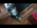 Motley the Miniature schnauzer Play time