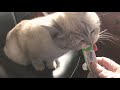 Kitten eating treat