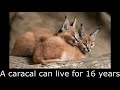 Caracal fax