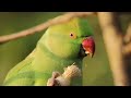 Rose-Ringed Parakeet eating a peanut