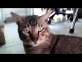 Theme Song For My Cats...Rocky!!! (Plesetan Jacky - Rita Sugiarto)