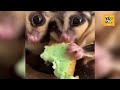 Funniest Animals Ever Best New Compilation Videos! Try Not To Laugh | Funny Pets Vlogs | Episode 5