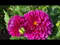 30 Minute Garden Tour & Peaceful Ambient Nature Sounds & Singing Birds | Garden Tour Mackinac Island