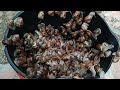 🐌🐌🐌 Escape the Rat Race: Snails Teach Us a Powerful Life Lesson | Cargols | Caracoles #ComandoNatura