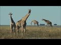 Balisong Tutorial - (Giraffe) - Advanced #99