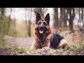 7 German Shepherd Training Secrets | GSD Training