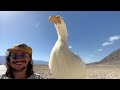 I took my duck to Death Valley