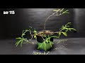 Growing Sensitive Shame Plant Time Lapse (Seed to Flower in 120 Days)