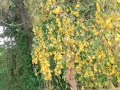 💋💛Golden shower  tree,arbol lluvia de oro,arvore do cjuvero dorado,albere della doccia d'oro