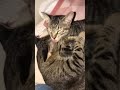 寅ちゃんとさくらちゃん② 猫動画