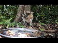 When I gave food to a cat who was happy and embarrassed and fidgety...  Impressed cat video