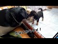 【Rescue dog】Protecting Two Homeless Dogs Puppies, First Time in Hospital, First Time Out of Cage?No5