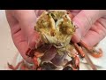 In season! Let’s go catch some crabs in the river!【ENG SUB】