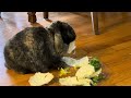 2 minutes of a rabbit eating