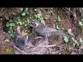 Bird eats 2 lizards, cuckoo starts attacking foster mother小鸟吃到了2条蜥蜴，寄生的杜鹃鸟没吃到，开始攻击养父养母