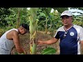 MABISANG PARAAN PARA MAKONTROL AT MAIWASAN ANG PAGKALAT NG SAKIT NG SAGING | D' GREEN THUMB