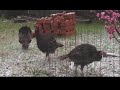 Turkeys strutting in the snow...in Santa Cruz!