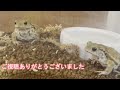 ミヤコヒキガエルの日常　お箸からごはん　【ショートコント　じゅんばんこ 】