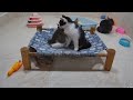 You Laugh You Lose😹🐕#🤣😍Funniest Dogs and Cats 2024