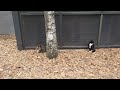 #roadcat: 아파트 풀숲에서 쉬고있는 두마리 길고양이 🐈 墓