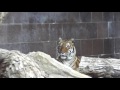 Miguel and Erin at Omaha's Henry Doorly Zoo part 11