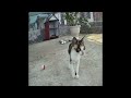 😆🐱 Best Cats Videos 😂🤣 Best Funny Animal Videos #18
