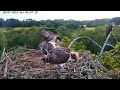 Review Osprey Parent birds brings a big whole fish to feed their babies - July.20.2024 #birdslover