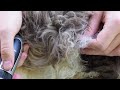 How to Groom a Maine Coon | Brushing Molly