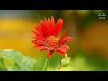 Soothing Music to Relieve Stress - Healing music for the heart and blood vessels, relaxation, music