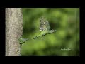 澄清湖傳習齋的五色鳥育雛餵食/Taiwan Barbet Feeding Baby